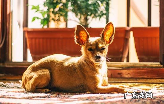 小狗几天睁眼睛会走路 小狗一般多久睁眼