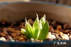 莲花掌怎么浇水 水晶掌怎么浇水