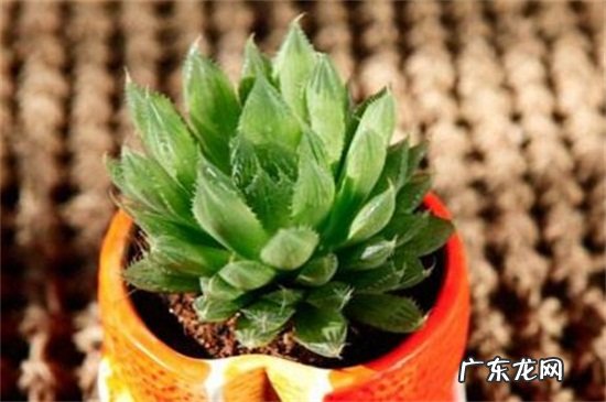 水晶掌怎么养 水晶掌开花好不好