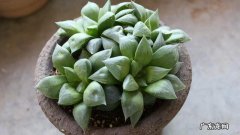 怎样养水晶 水晶掌怎么养