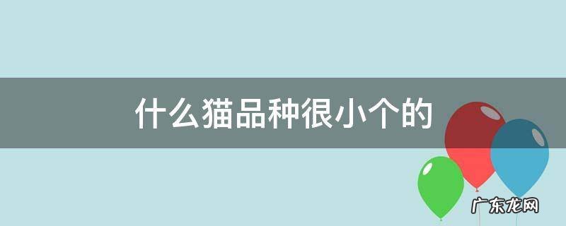 什么猫品种很小个的