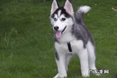 为什么养柴犬的人很少 为什么养哈士奇的人少