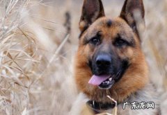 中国家禁养的26种狗 德国牧羊犬智商排第几