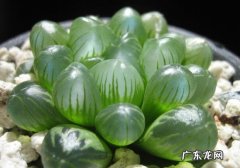 红掌花心腐烂怎么处理 怎样预防水晶掌叶片腐烂