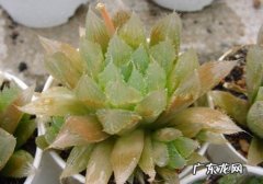 红掌花芯变绿什么原因 水晶掌叶面为何由绿变红