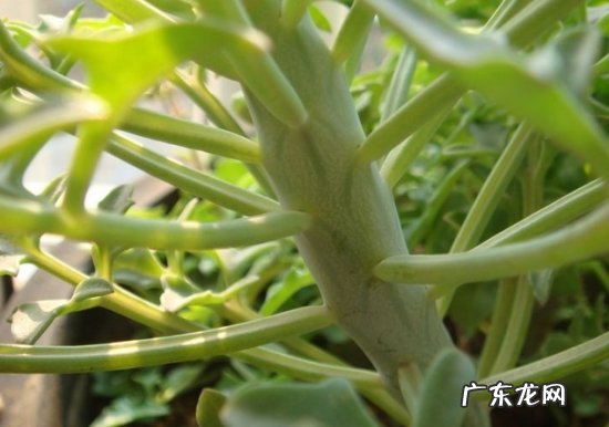 仙人掌养殖方法和浇水 仙人笔的养殖方法