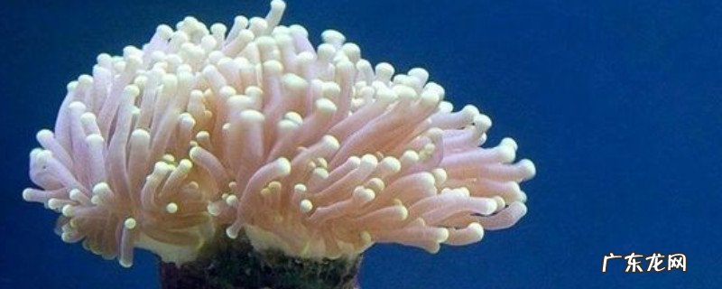 mc珊瑚怎么养 珊瑚怎么养