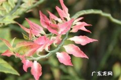 红雀珊瑚可以种家里吗 红雀珊瑚可以放在卧室吗