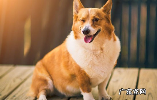 纯种柯基犬市场价 纯种柯基犬价格多少钱一只