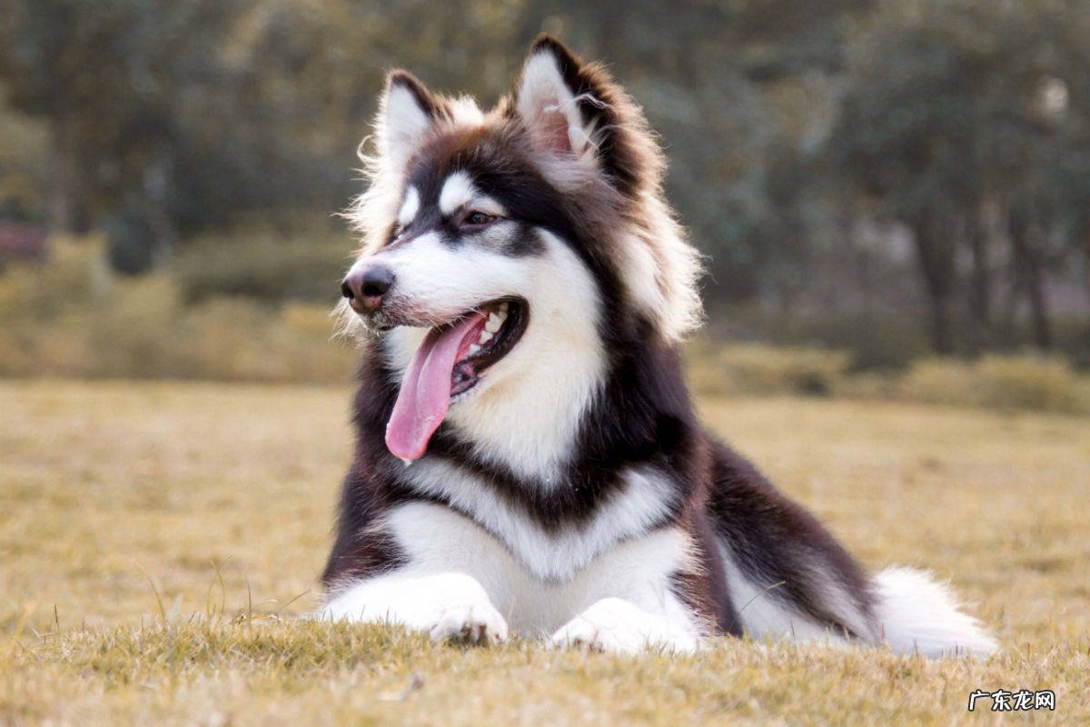 阿拉斯加犬价格表 巨型阿拉斯加犬价格是多少
