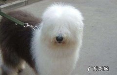 萨摩耶多少钱一只 古牧幼犬价格大概多少钱一只