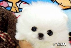 白色茶杯犬多少钱一只 白色茶杯犬价格一般是多少