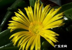 佛手掌花的家庭养殖方法 佛手掌应怎样科学繁殖