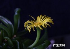 佛手如何养护 养护佛手掌有哪些要点