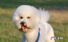 骑士比熊犬多少钱一只 比熊犬一般多少钱一只