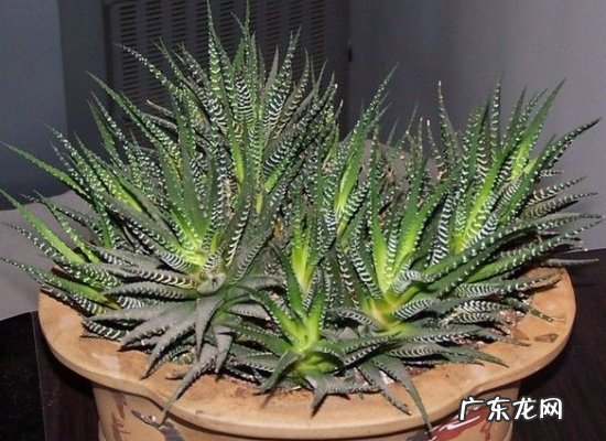 条纹十二卷可以在室内养吗 条纹十二卷的养殖方法