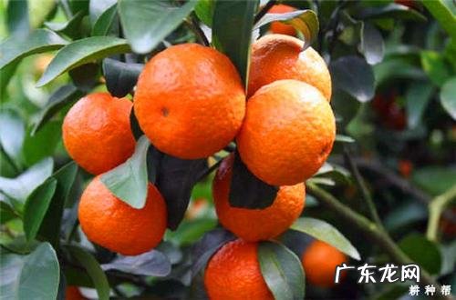 沙糖桔保存方法,沙糖桔保存方法和时间