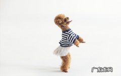 泰迪脸型怎么挑带图 如何挑选泰迪犬