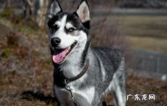 纯种哈士奇幼犬图片 挑选纯种的哈士奇幼犬