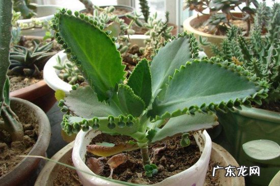 落地生根盆栽 室内养吗 落地生根盆栽怎么养