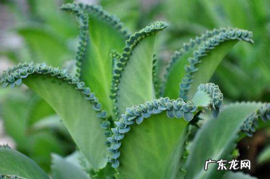 落地生根盆栽 室内养吗 落地生根盆栽怎么养