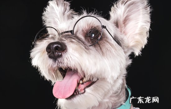 雪纳瑞幼犬怎么看品相 如何挑选纯种雪纳瑞