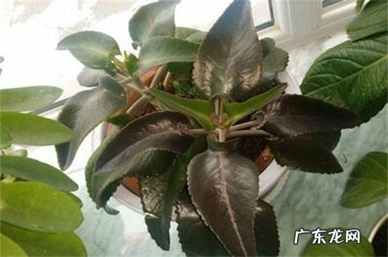 大叶落地生根叶子发软 落地生根叶子发软怎么办