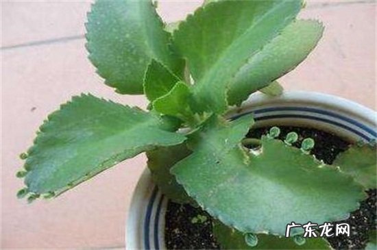 大叶落地生根叶子发软 落地生根叶子发软怎么办