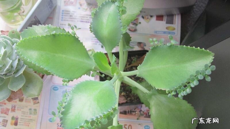 大叶落地生根叶子发软 落地生根叶子发软怎么办