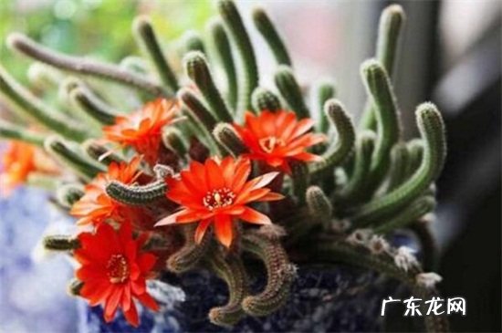 叶仙嫁接鼠尾掌方法 鼠尾掌的嫁接方法