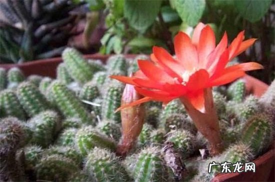 叶仙嫁接鼠尾掌方法 鼠尾掌的嫁接方法