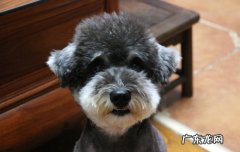 五种雪纳瑞不能吃的食物 怎么挑选雪纳瑞幼犬
