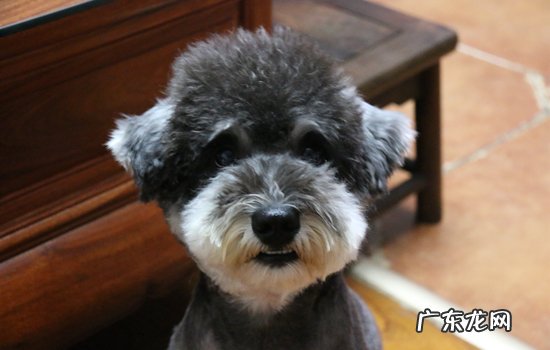 五种雪纳瑞不能吃的食物 怎么挑选雪纳瑞幼犬