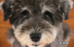 雪纳瑞好不好养 3个月的雪纳瑞怎么养