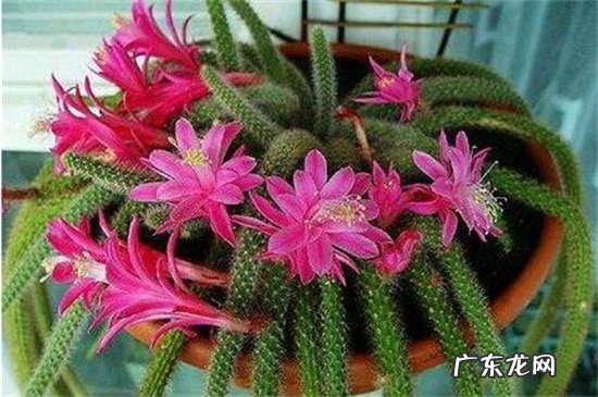 鼠尾仙人掌的繁殖 鼠尾掌的繁殖方法