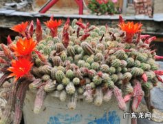 鼠尾掌的养殖方法及总结 鼠尾掌的养殖方法