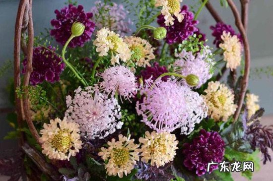 翡翠珠花语 翠珠花的花语