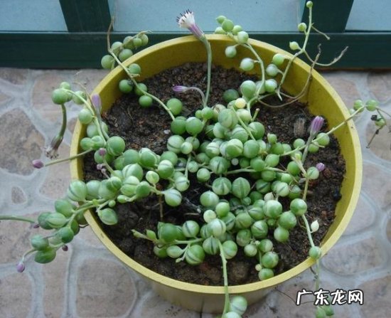 翡翠珠为何容易烂根死亡