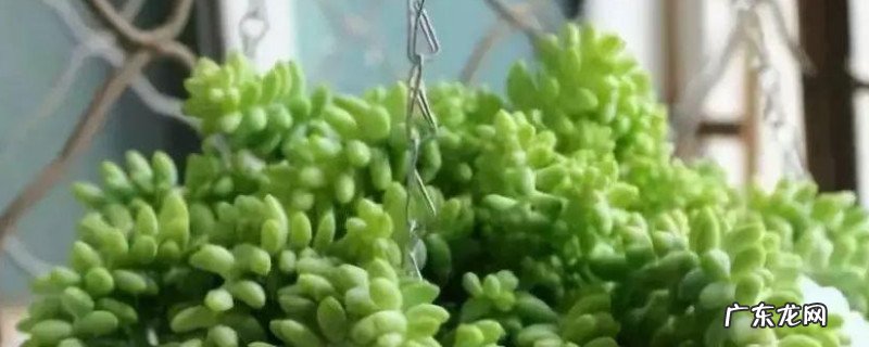 新玉缀的养殖方法和注意事项 玉缀的养殖方法和注意事项