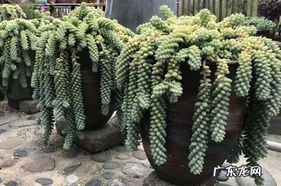 新玉缀的养殖方法和注意事项 玉缀的养殖方法和注意事项