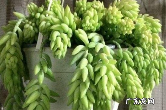 新玉缀怎么养爆盆 新玉缀怎么养