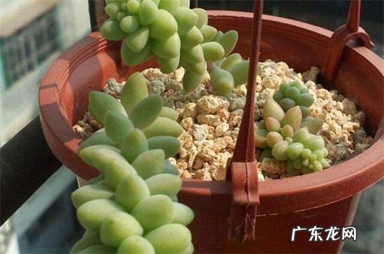 新玉缀怎么养爆盆 新玉缀怎么养