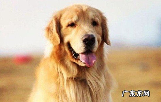 为什么金毛是癌症之王 领养金毛需要注意什么