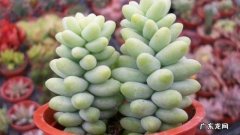 新玉缀怎么移植 新玉缀怎么繁殖