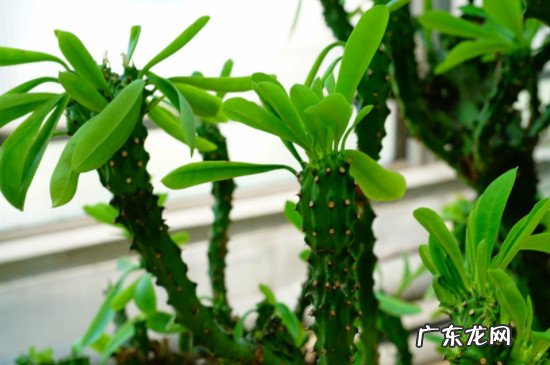 麒麟掌扦插繁殖图解 麒麟掌怎样扦插才能插活