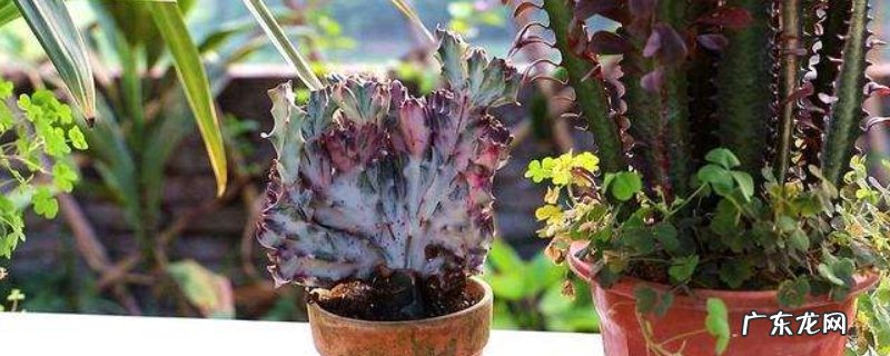 麒麟掌扦插繁殖图解 麒麟掌怎样扦插才能插活