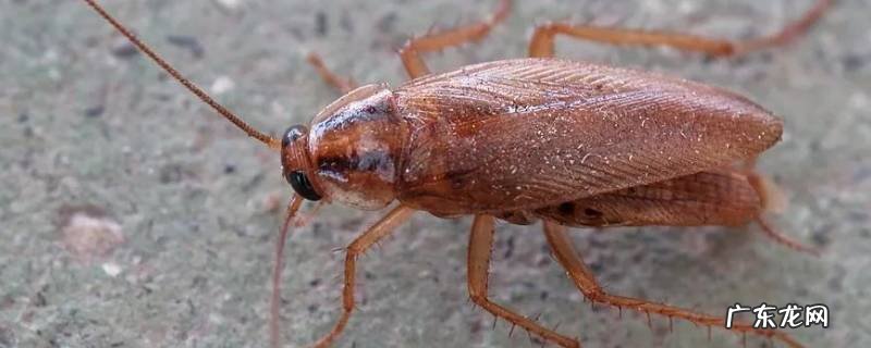 蟑螂会钻入衣柜咬衣服吗,蟑螂在柜子里会咬衣服吗