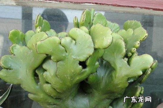 麒麟掌叶子煲汤能喝吗