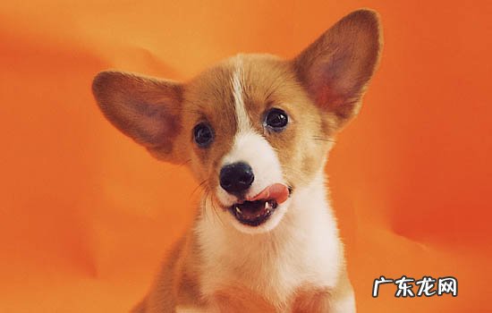 柯基耳朵为什么这么大 柯基小时候耳朵是垂下的吗