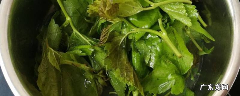 桑叶可以做菜吃吗